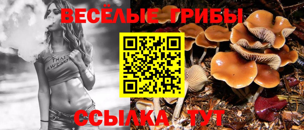 Псилоцибиновые грибы Cubensis Владикавказ